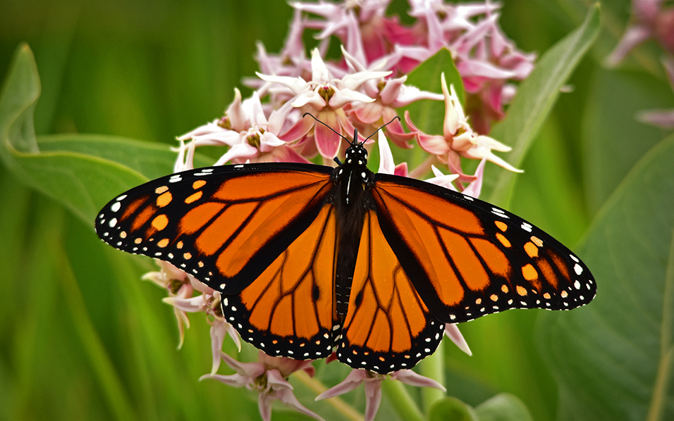 National Western Monarch Butterfly Day / Chocolate Fondue Day - Ellis ...