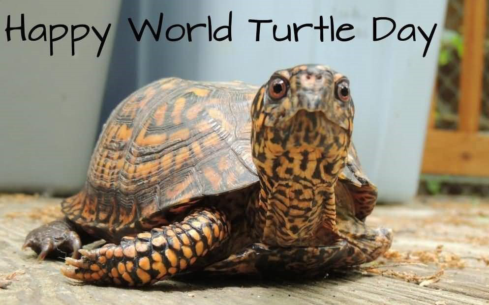 World Turtle Day National Taffy Day Ellis Downhome