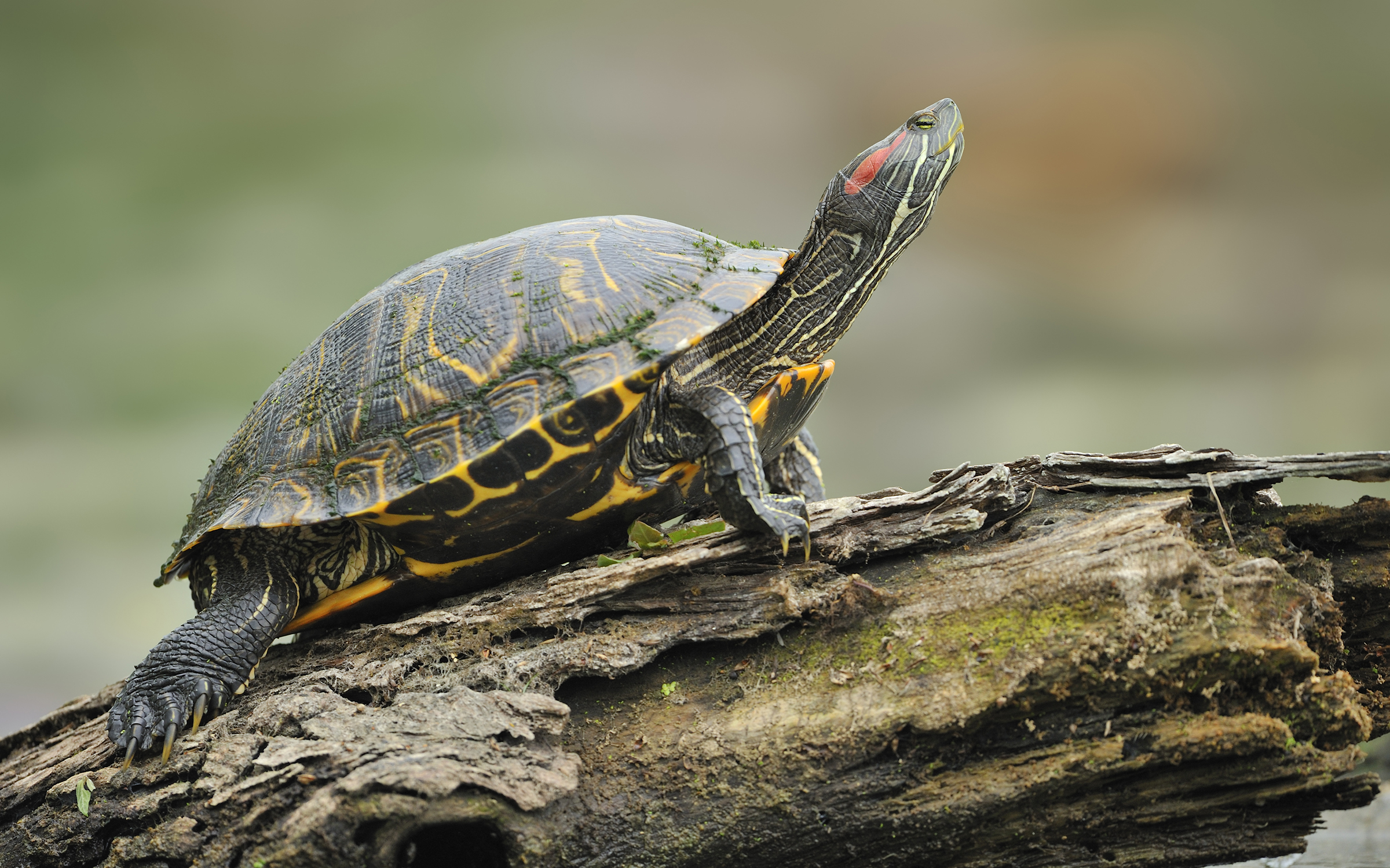 Turtle In The Garden - Ellis DownHome