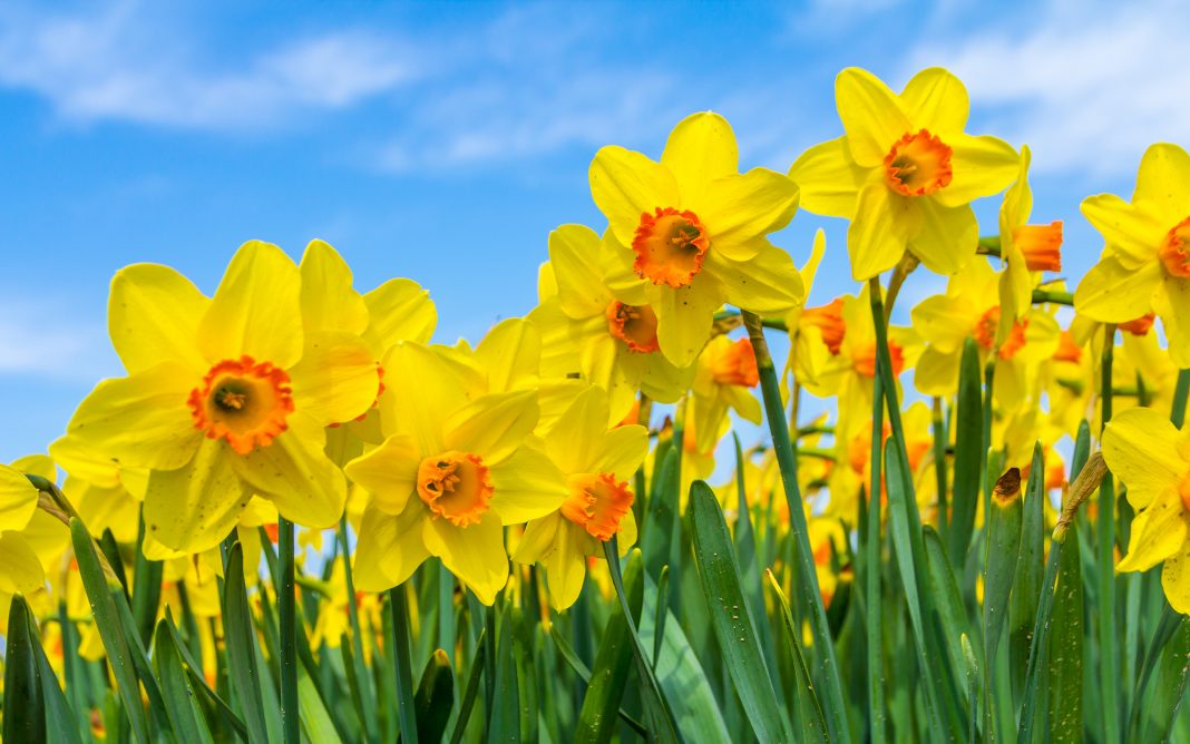 World Daffodil Day / Serendipity Day Ellis DownHome