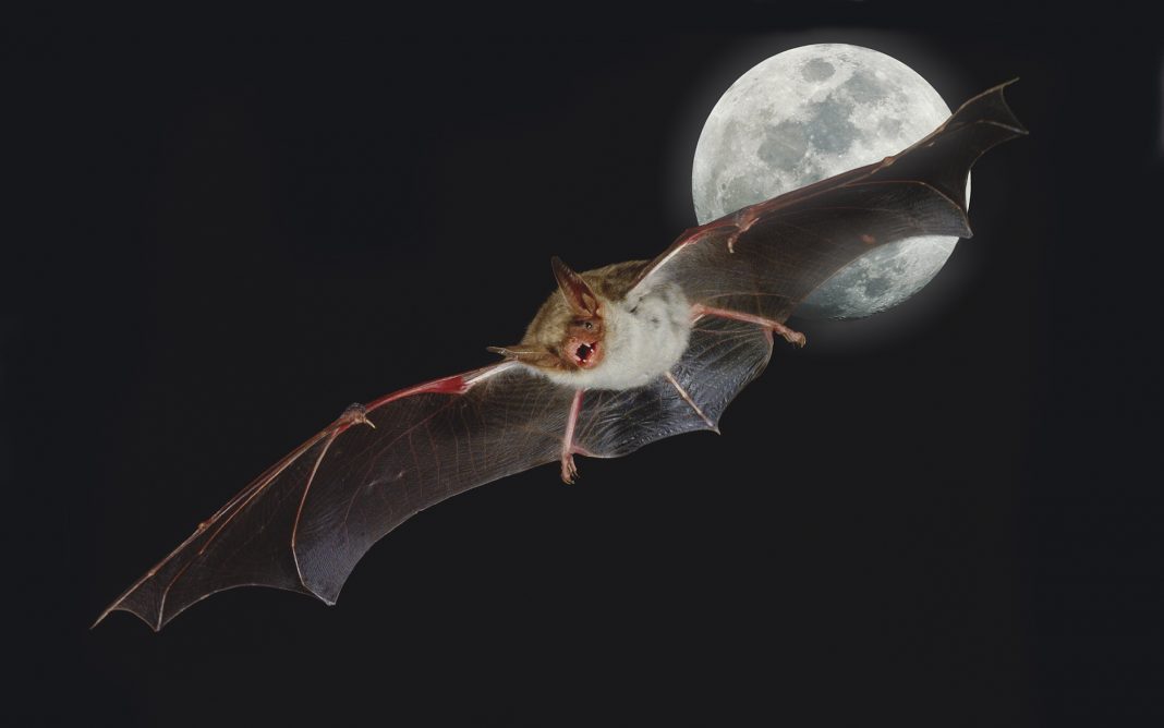 are bats nocturnal or crepuscular