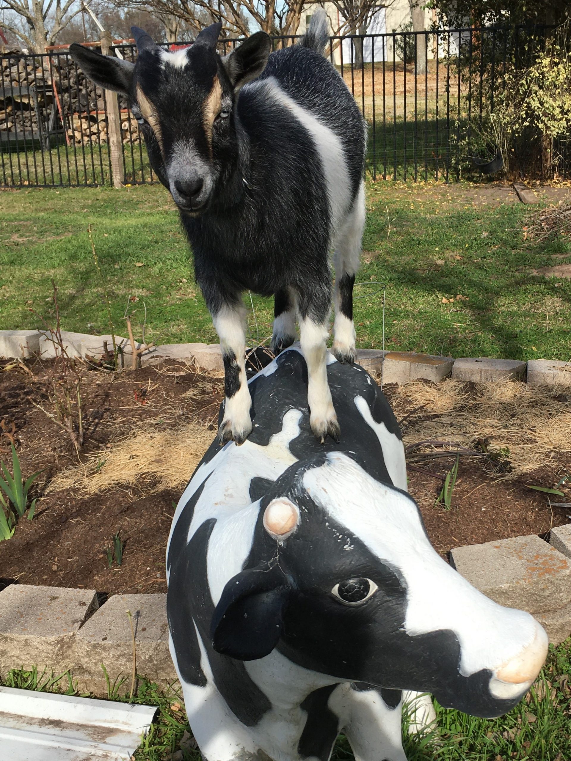 Happy World Goat Day, Bella & Fella! Ellis DownHome
